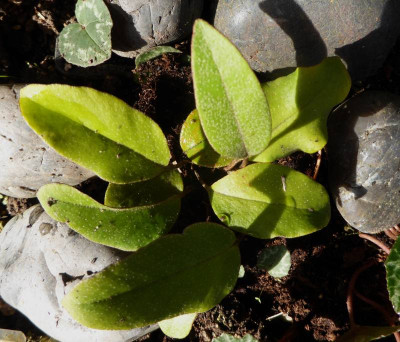 Pyrrosia davidii ...    27.10.17 015.jpg
