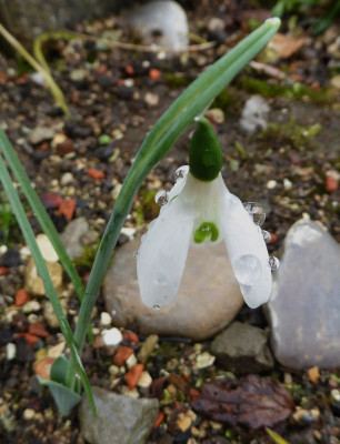 Galanthus elwesii  ...   27.10.17 022.jpg