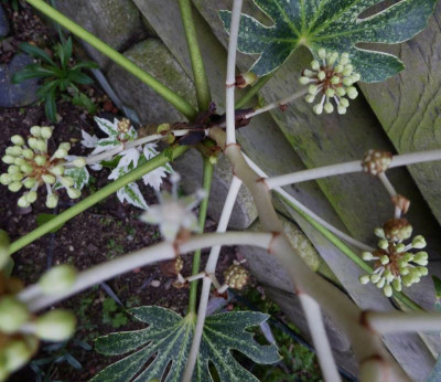 Fatsia japonica 'Spider's Web'  ...   26.1017 023.jpg