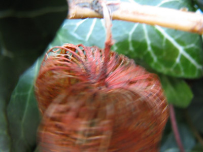 Garten12.02.07_045.jpg
