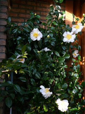 Lulu-Belle-am-Spalier.jpg