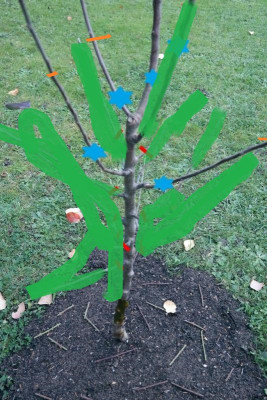 apfelbaum[1].jpg