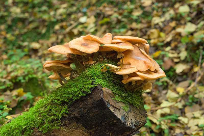 Oppig-Pilz-klein.jpg