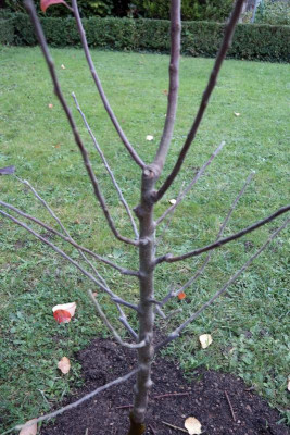 apfelbaum1.jpg