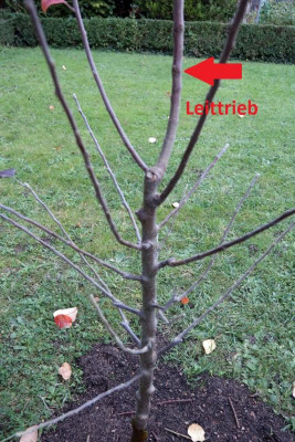 apfelbaum0.jpg