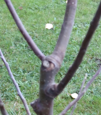 apfelbaum2.jpg