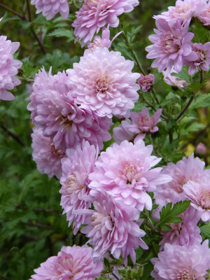 2017-10-28 Chrysanthemum 'Romantica' 2.jpg