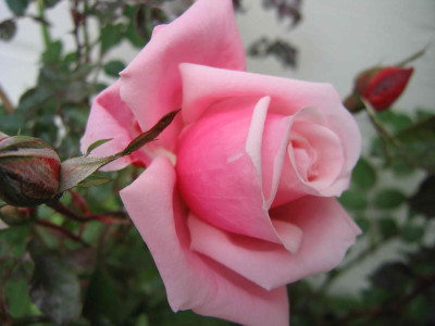 blossomokt03.jpg