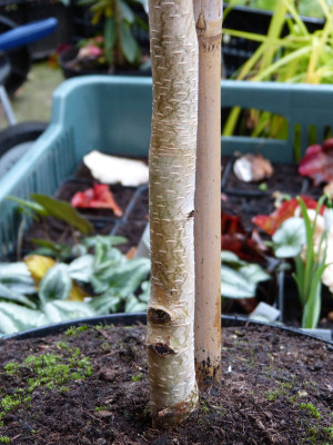 2017-10-28 Betula Späth.jpg