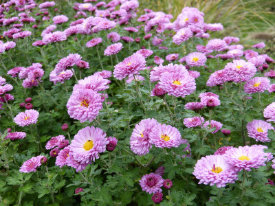 2017-10-28 Chrysanthemum 'Mei-kyo'.jpg