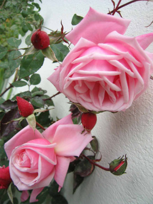 blossomtime01.jpg