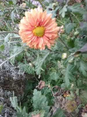 20171028_131533.jpg