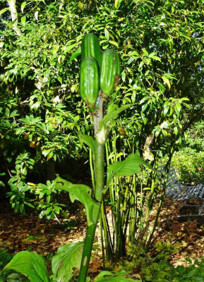 DSC03816.JPG