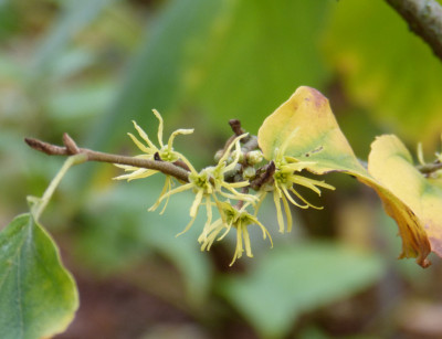2017-10-28 Hamamelis macrophylla.jpg