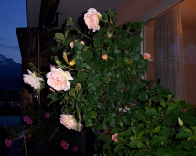 evelyn_baum_30.jpg