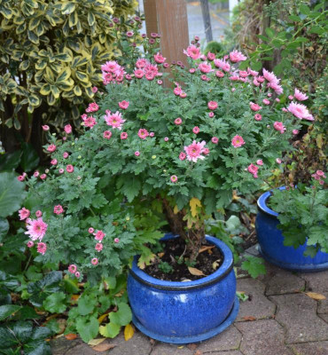 Chrysanthemum-rosaPuschel.17-2.jpg