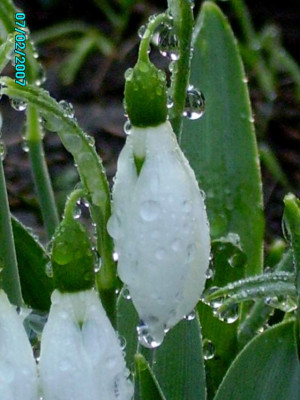 Schneeglockchen_mit_Tropfen.jpg