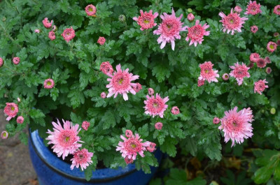 Chrysanthemum-rosaPuschel.17-1.jpg