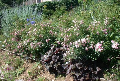 The_Fairy_RH__Heuchera_Blauraute_28973.jpg
