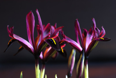 Iris-reticulata-GC-2-k.jpg