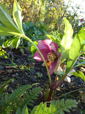 2017-10-29 Helleborus x hybridus.jpg