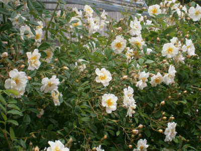 Blüten 2016 004.JPG