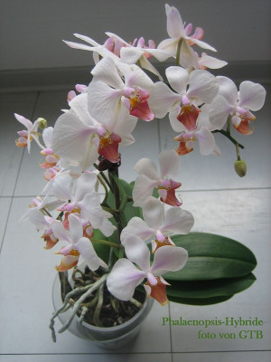 Phalaenopsis-Hybride_4119_r11.jpg