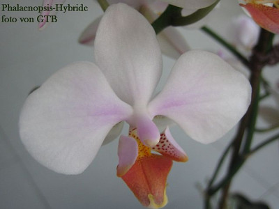 Phalaenopsis-Hybride_4124_r11.jpg
