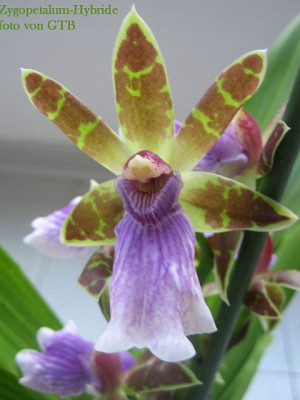 Zygopetalum_4126_r11.jpg