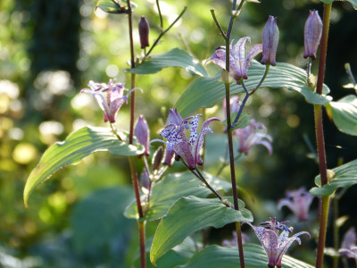 2017-10-30 Tricyrtis.jpg