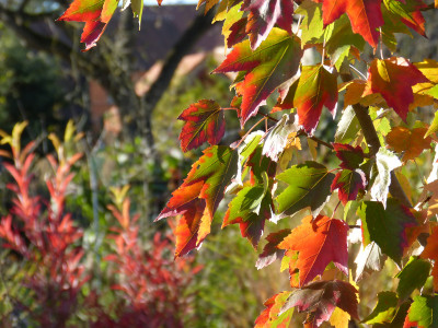 2017-10-30 Gartenimpressionen 5.jpg