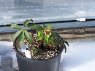 100_0484_Helleborus_orient._Red_Lady_Schmiemann_Koll.-Samling_n1_PP.jpg