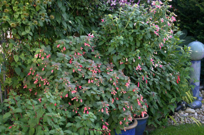Fuchsie0507.jpg