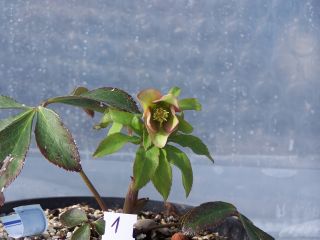 100_0485_Helleborus_orient._Schmiemann_Koll.Samling_Red_Lady_n1_PP.jpg
