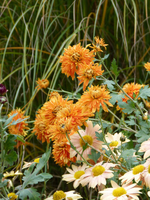 2017-10-31 Foerstergarten 5.jpg