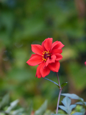 2017-10-31 Foerstergarten 11.jpg