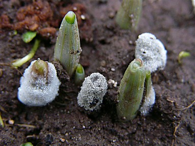 Botrytis_nivale.jpg