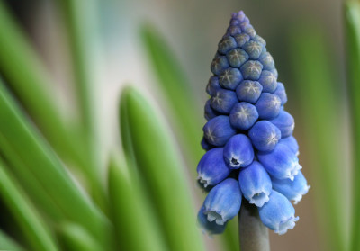 Muscari-Versuch-2.jpg