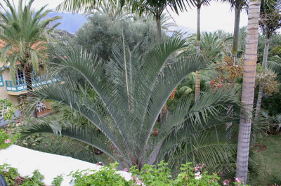 La_Palma01.jpg