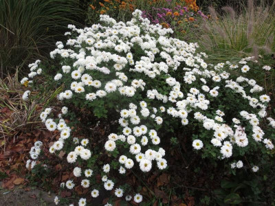 Chrysanthemum_6202.jpg