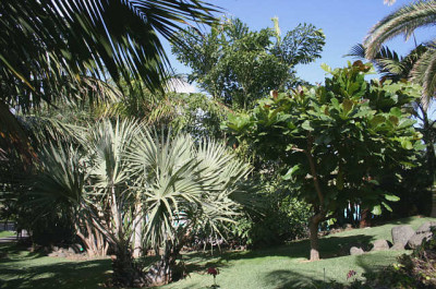 La_Palma13.jpg