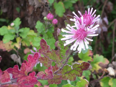 Chrysanthemum 'Nebelrose'_6180.jpg