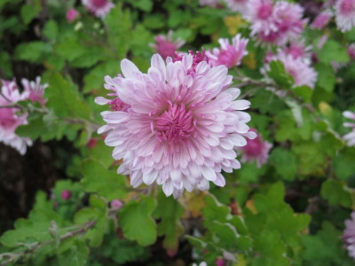 Chrysanthemum 'Nebelrose'_6181.jpg