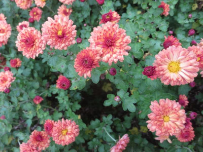 Chrysanthemum 'Herbstbrokat_6185.jpg