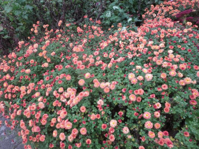 Chrysanthemum 'Herbstbrokat'_6184.jpg