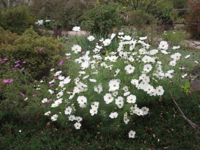 Cosmea weiß_6192.jpg