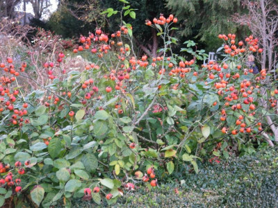 Rosa gallica 'Complicata'_6209.jpg