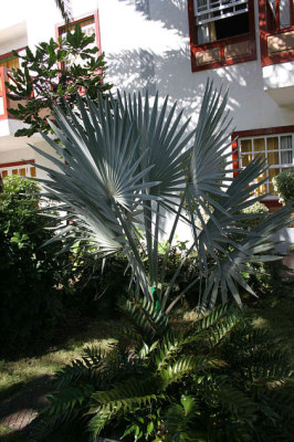 La_Palma33.jpg