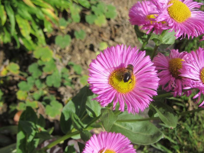 Star des Tages IMG_7487.jpg