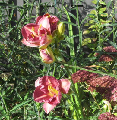 Star des Tages 2 IMG_7490.jpg